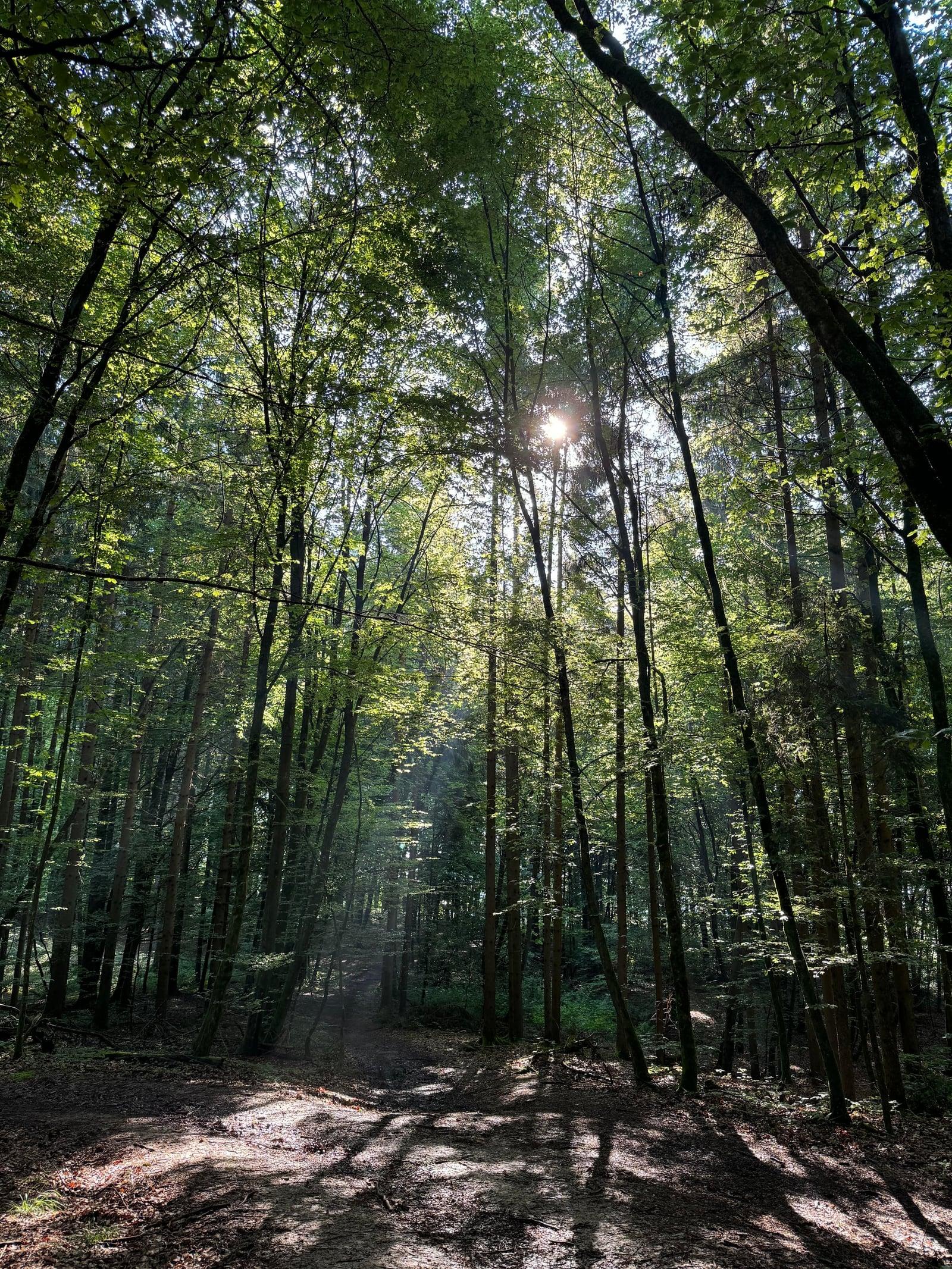 Sunlight falling through tall trees onto a forest path